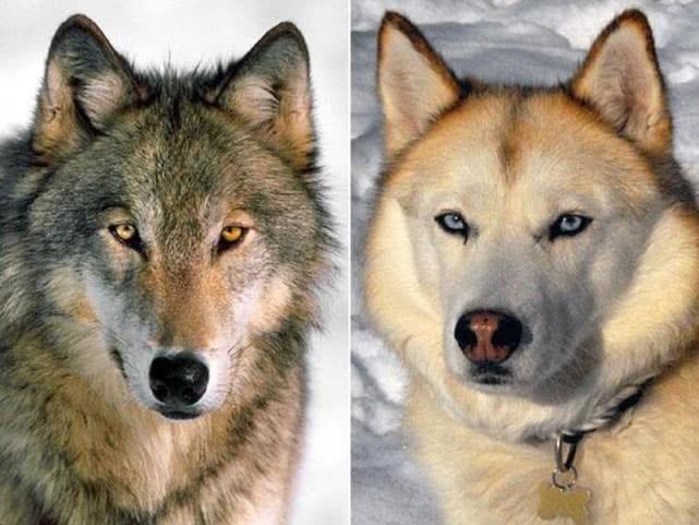 做梦梦见狗和狼是什么意思