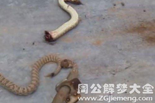 梦见别人打死蛇是什么意思