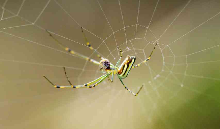 女人梦见蜘蛛是什么预兆