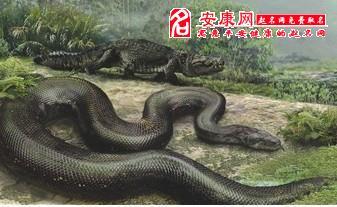梦见蟒蛇吃蟒蛇是什么预兆