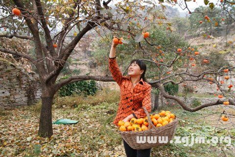 孕妇梦见黄柿子是什么意思啊