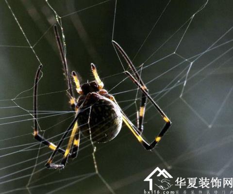 梦到蜘蛛和蜘蛛网 梦到蜘蛛和蜘蛛网的寓意一样吗