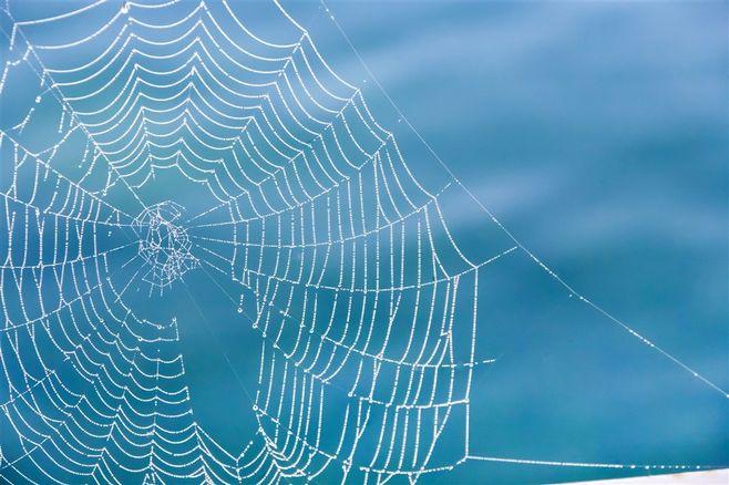 梦见蜘蛛和蜘蛛网是什么预兆