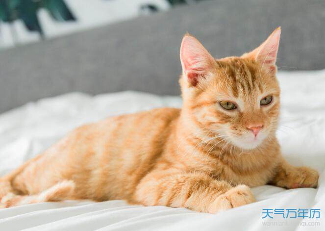 梦到猫生小猫是什么意思周公解梦