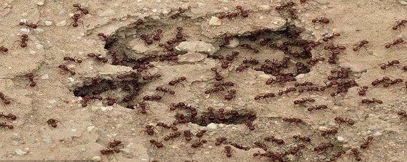 梦见花盆里有蚂蚁什么意思