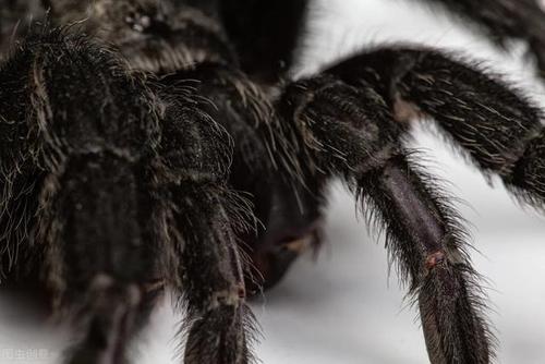 想问做梦梦到很多黑蜘蛛是什么意思呢