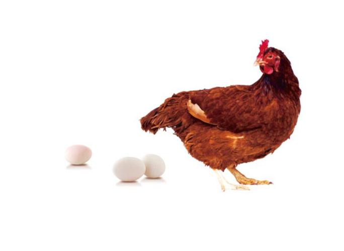 梦见鸡下蛋是什么意思