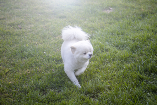 梦见白色的狗是什么意思,梦见白色的小狗是什么意思?图2