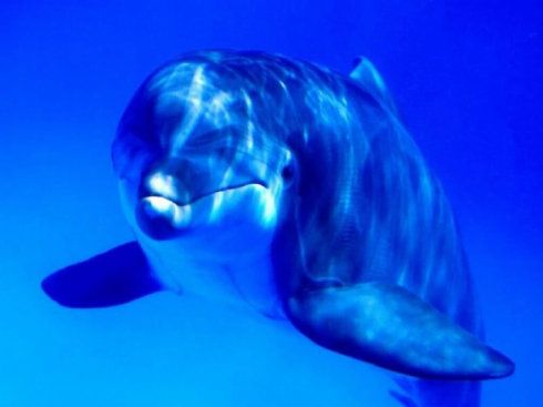 做梦梦见海豚是什么意思