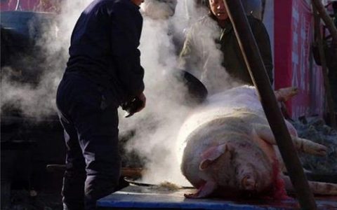 梦见杀猪分肉是什么意思周公解梦,梦见杀猪分肉什么意思