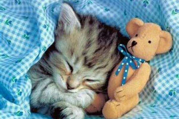 梦到猫生小猫是什么意思,梦到猫生小猫是什么意思周公解梦图5