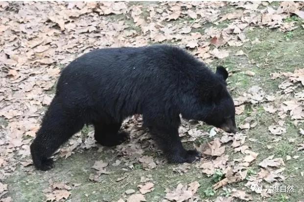 孕妇梦见大黑熊是什么预兆