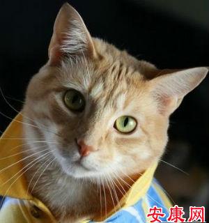 梦见猫咪被压死了预示着什么