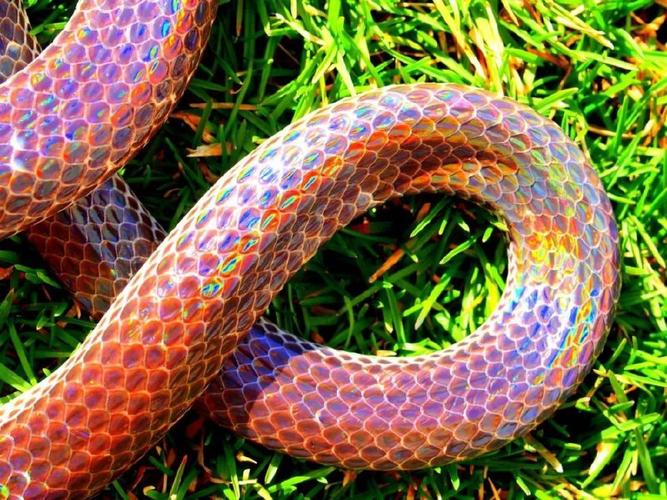 梦见家里各种颜色的蛇是什么预兆呢