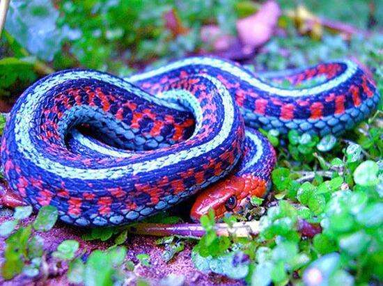 孕妇梦见一条彩色的蛇什么意思
