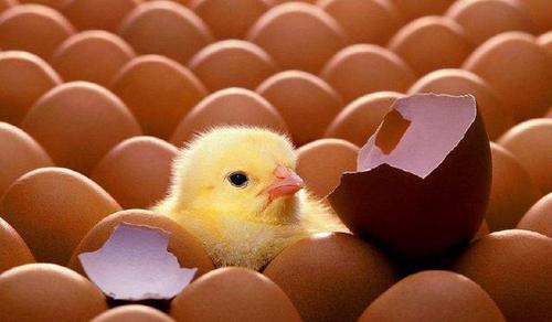 梦见鸡蛋里孵出小鸡仔什么意思呢周公解梦