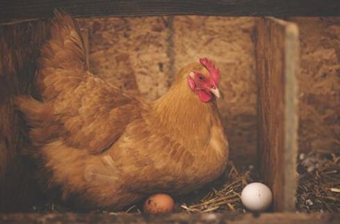 梦见鸡下蛋有什么征兆吗