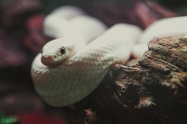 梦见大白蛇是什么预兆 6种预示你是哪一种蛇