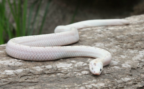 孕妇梦见大白蛇是什么意思