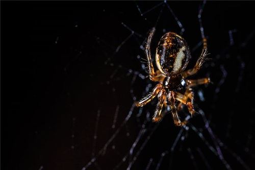 梦见被蜘蛛咬手背了意味着什么?