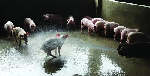 梦见猪圈里有猪,梦见别人家的猪圈和猪是什么意思啊