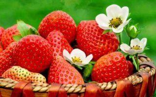 梦到摘草莓是什么预兆 梦见摘草莓是什么意思呢