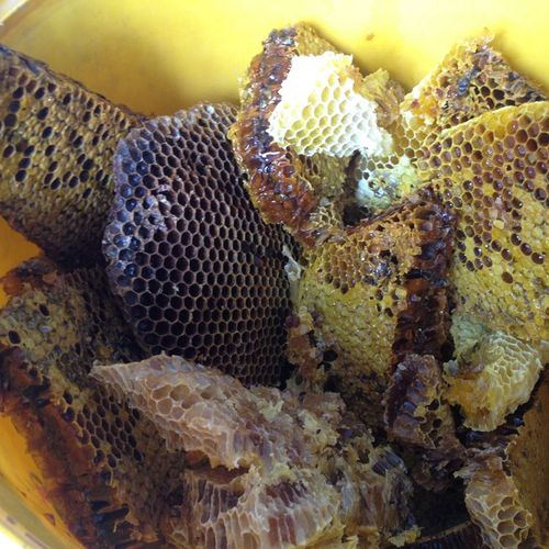 搜索 梦见金黄的蜂蜜挂满蜂巢是啥意思