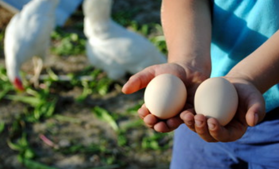 梦见捡鸡蛋是什么寓意 梦见捡鸡蛋有哪些含义呢