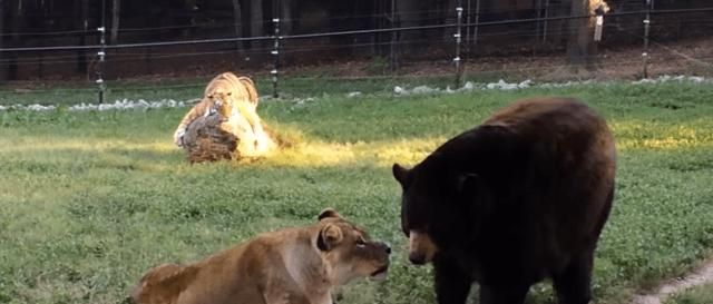 梦见狮子和熊是自己的好朋友吗
