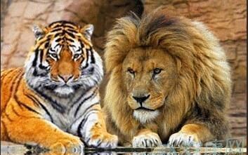 梦见老虎跟狮子是什么预兆