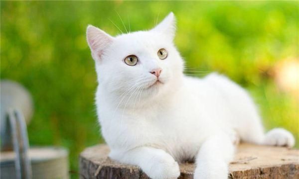 做梦梦见白猫是什么征兆