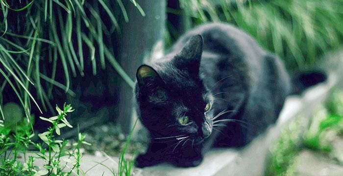 女人梦见黑猫是什么预兆
