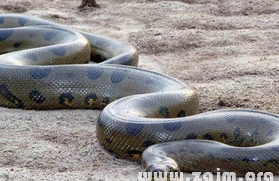 未婚女生梦见大蟒蛇是什么征兆