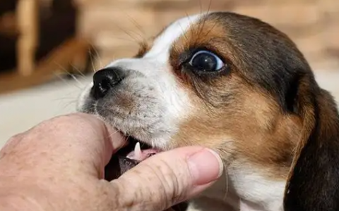 梦见狗咬手指是什么意思,做梦梦见狗咬手什么意思啊