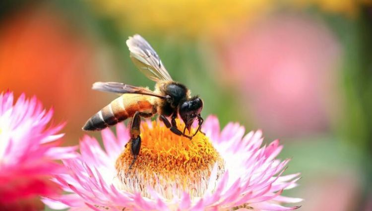 梦到蜜蜂往身上飞预示什么