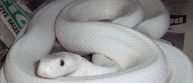 女人梦见白色大蟒蛇,女人梦见白色大蟒蛇是什么意思周公解梦图3