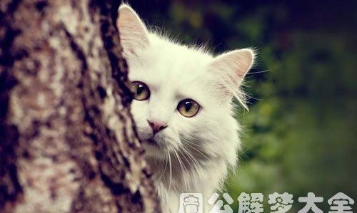 男人晚上梦见猫是什么预兆