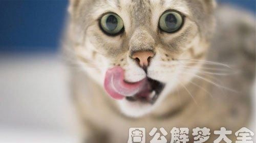 梦见被猫咬了是什么征兆,梦见被猫咬是什么意思 周公解梦