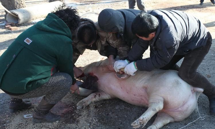 梦到杀猪看见血有什么寓意吗