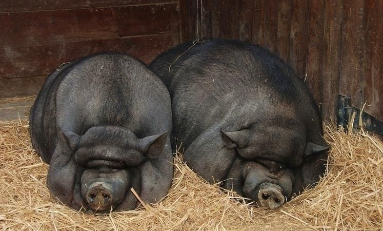梦见杀猪是什么征兆?