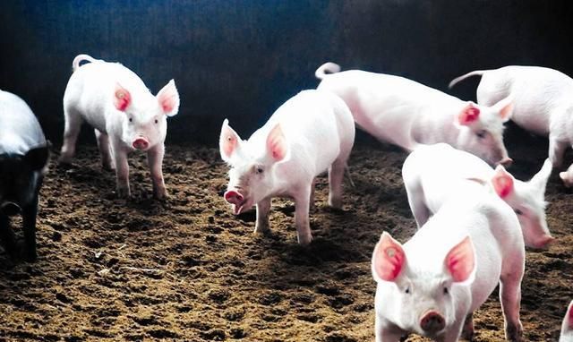 梦见杀猪是什么意思有什么预兆