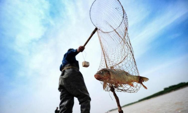 男人梦见鱼是什么意思周公解梦