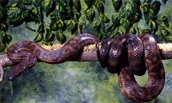 女人梦见大蟒蛇是什么征兆