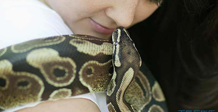 女人梦见大蟒蛇是什么意思