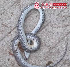 梦见死蛇有什么说法