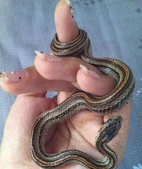 梦见蛇咬自己的手有什么预兆吗