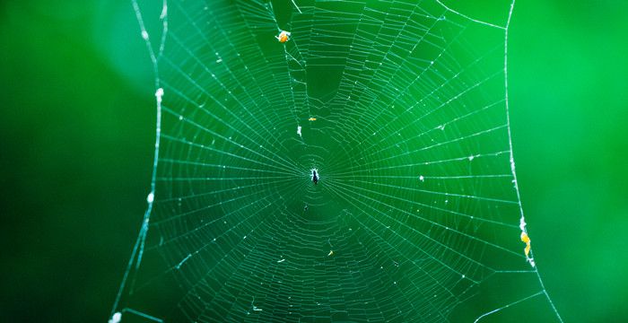 梦见蜘蛛网是什么意思图1