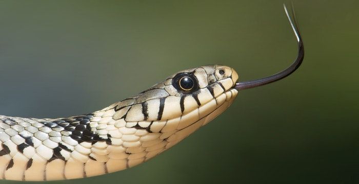 做梦梦到一条大蛇，世界上最大的蛇有多大？活的最久的有多少年？图1