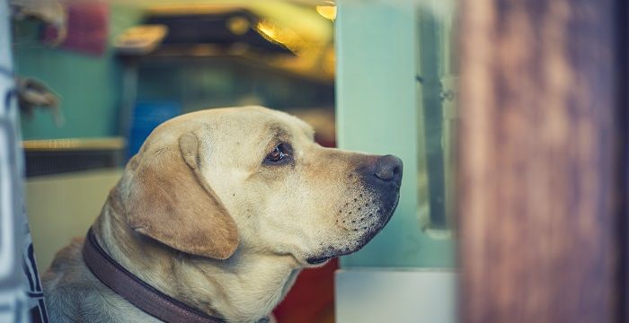 孕妇梦见狗生男生女图2