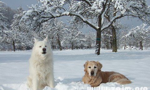 梦见下雪是什么意思周公解梦网